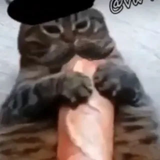 baguette cat