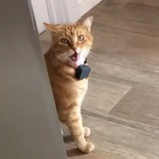 WELL HAI - CAT