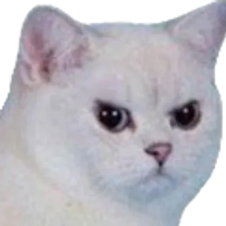 Kitten Meow