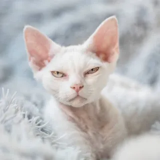 Loud cat hiss