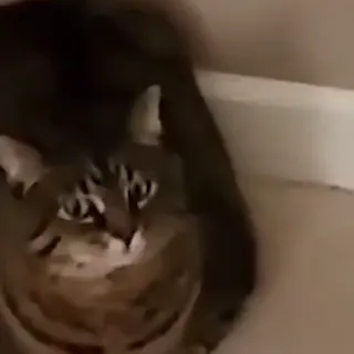 Loaf cat