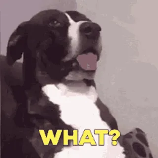 what the dog doin
