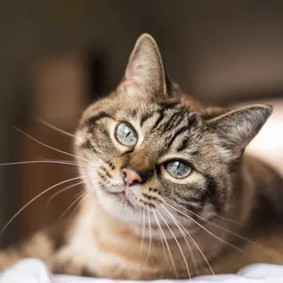Long sweet cat yowl