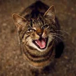 cat screeching