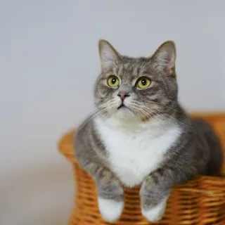 Quick & quiet cat purr