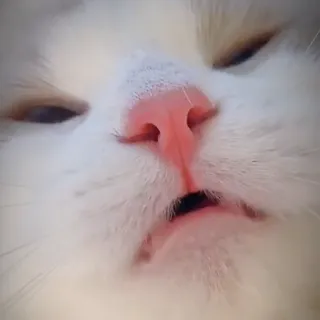 Cute meow