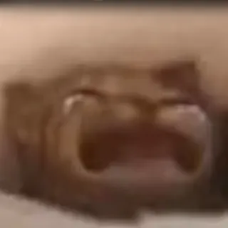 cat waaa