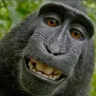 Monkey Spinning Song