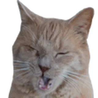 Cat Meow - Sad Boi