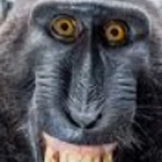 Aaah monkey